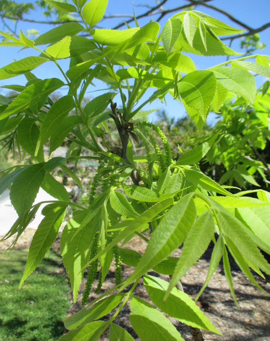 Изображение особи Carya illinoinensis.