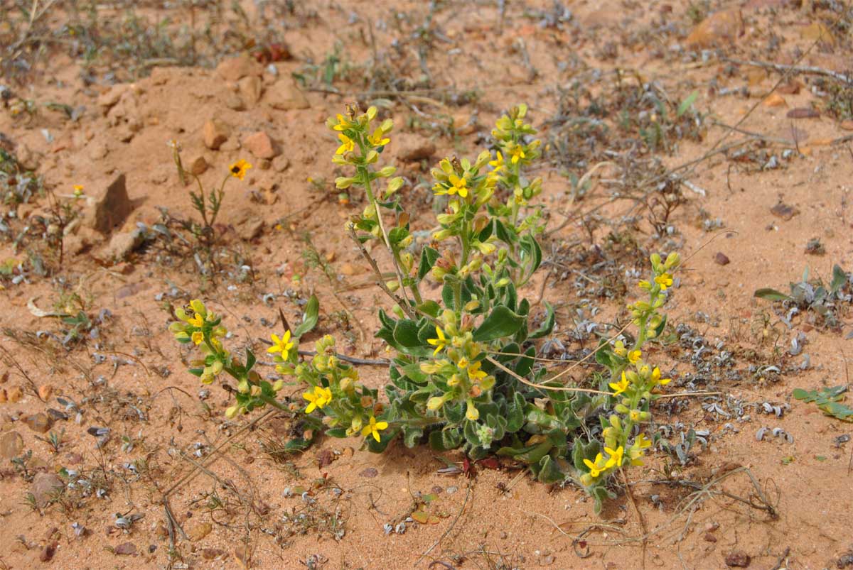 Изображение особи Tetragonia hirsuta.