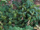 Astragalus glycyphyllos