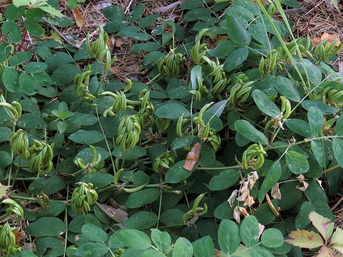 Image of Astragalus glycyphyllos specimen.