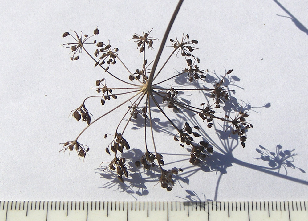 Image of Pimpinella rhodantha specimen.