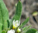 Buglossoides rochelii. Часть соцветия с прицветными листьями (видны различные типы опушения, в том числе и железистое). Украина, Черкасская обл., Каневский р-н, Региональный ландшафтный парк \"Трахтемиров\", песчаный холм. 24 апреля 2010 г.