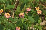 Lantana camara