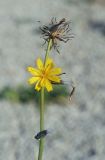 Chondrilla juncea. Верхушка побега с соцветием и соплодиями. Крым, Сакский р-н, окр. пос. Прибрежное, газон, сорное. 09.08.2017.