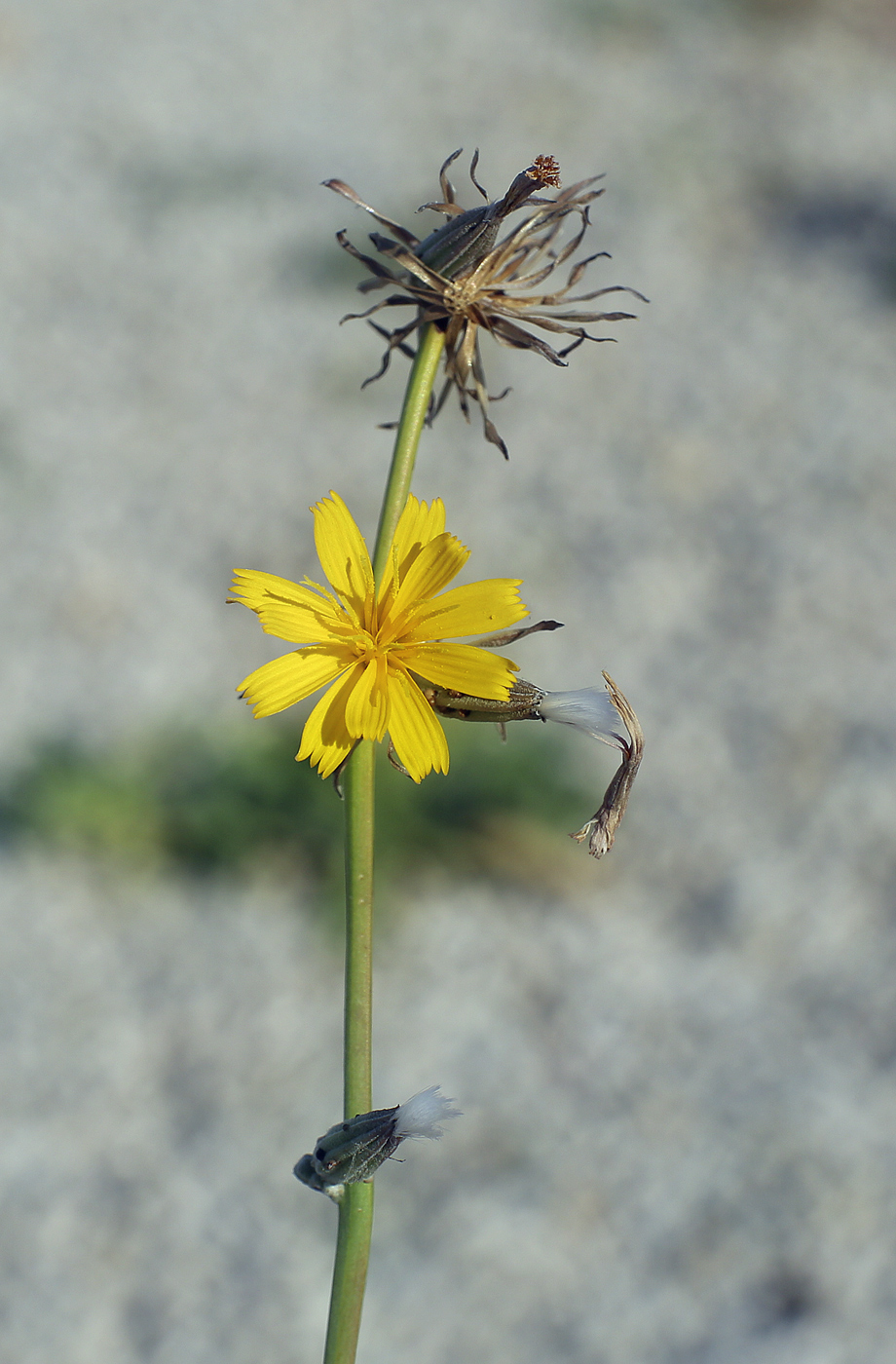 Chondrilla juncea l.