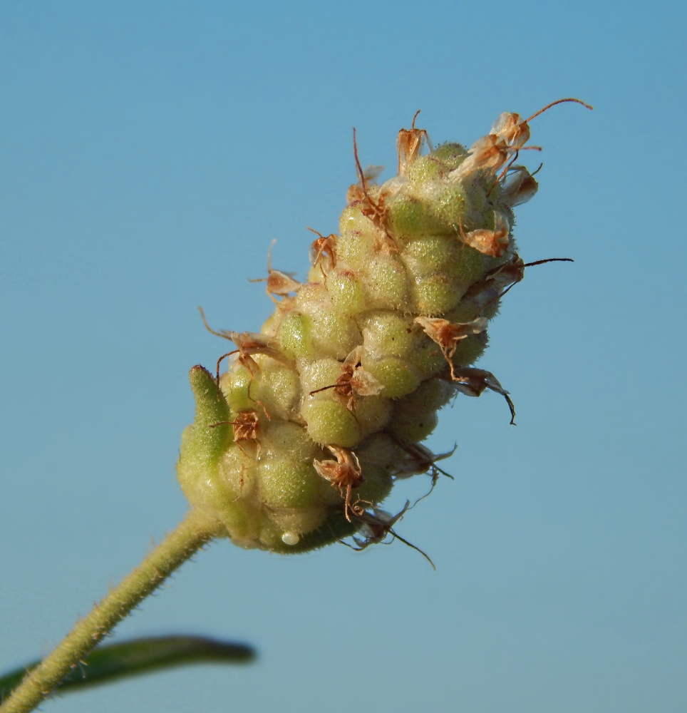 Image of Plantago arenaria specimen.