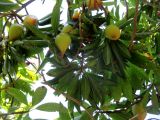 Pouteria campechiana