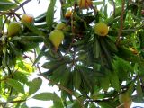 Pouteria campechiana. Ветви с плодами. Австралия, г. Брисбен, ботанический сад. 14.08.2016.
