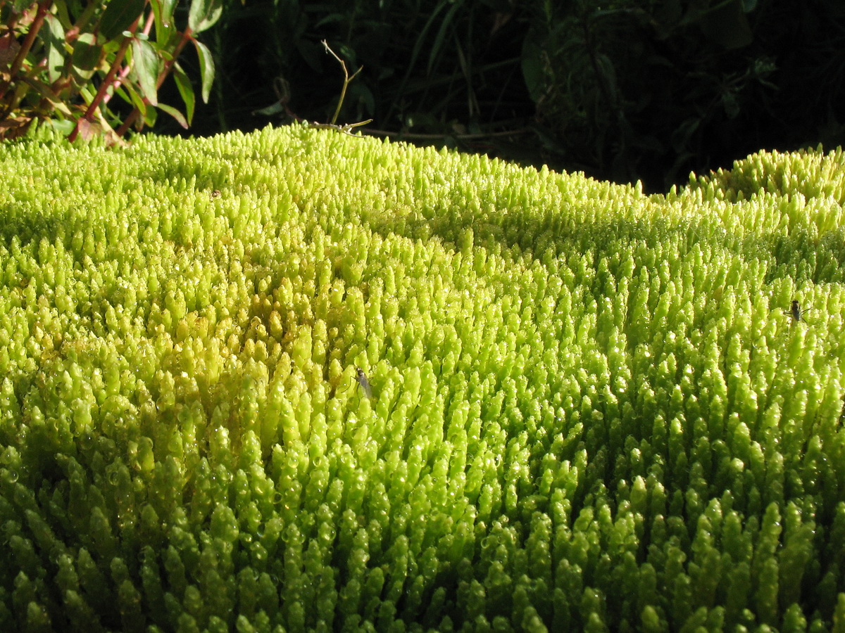 Изображение особи Bryum schleicheri.