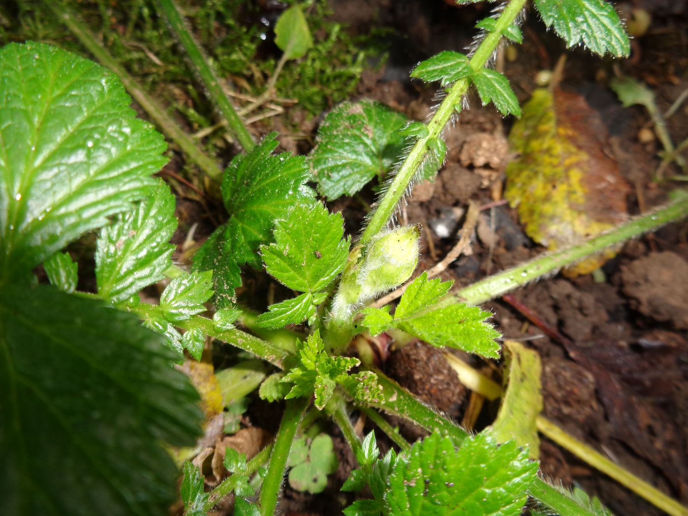 Image of Geum rivale specimen.