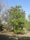 Markhamia lutea
