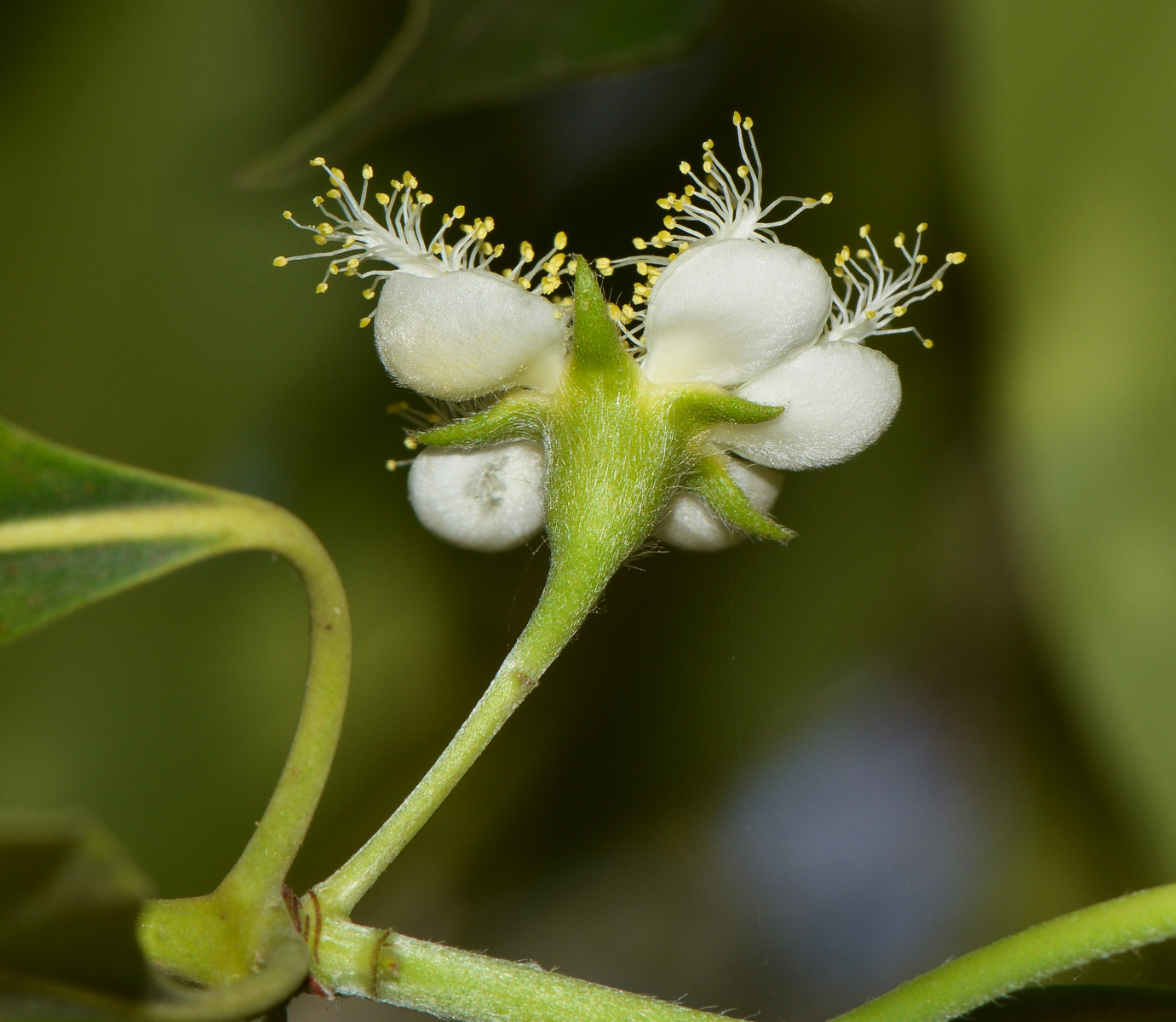 Изображение особи Lophostemon confertus.