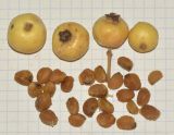 Crataegus aronia