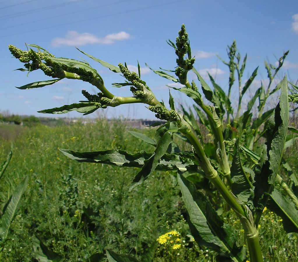 Изображение особи род Rumex.