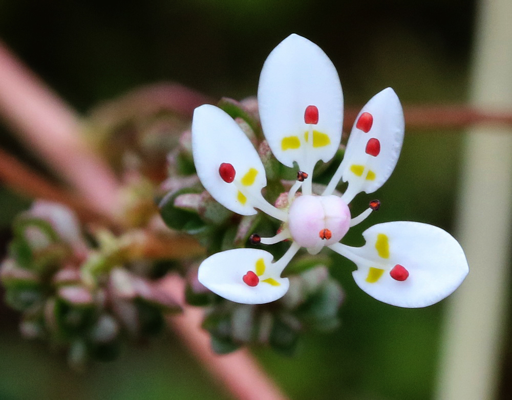 Изображение особи Micranthes foliolosa.