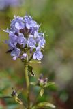 Ziziphora clinopodioides. Цветки. Казахстан, Алматинская обл., Ескельдинский р-н, Джунгарский Алатау, правый берег р. Казан, остепненно-луговой склон холма, 2100 м н.у.м. 19.08.2016.