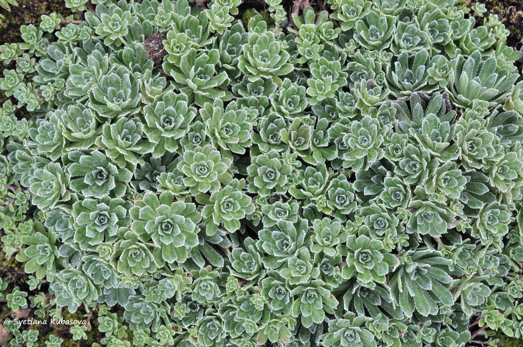 Изображение особи Saxifraga paniculata.