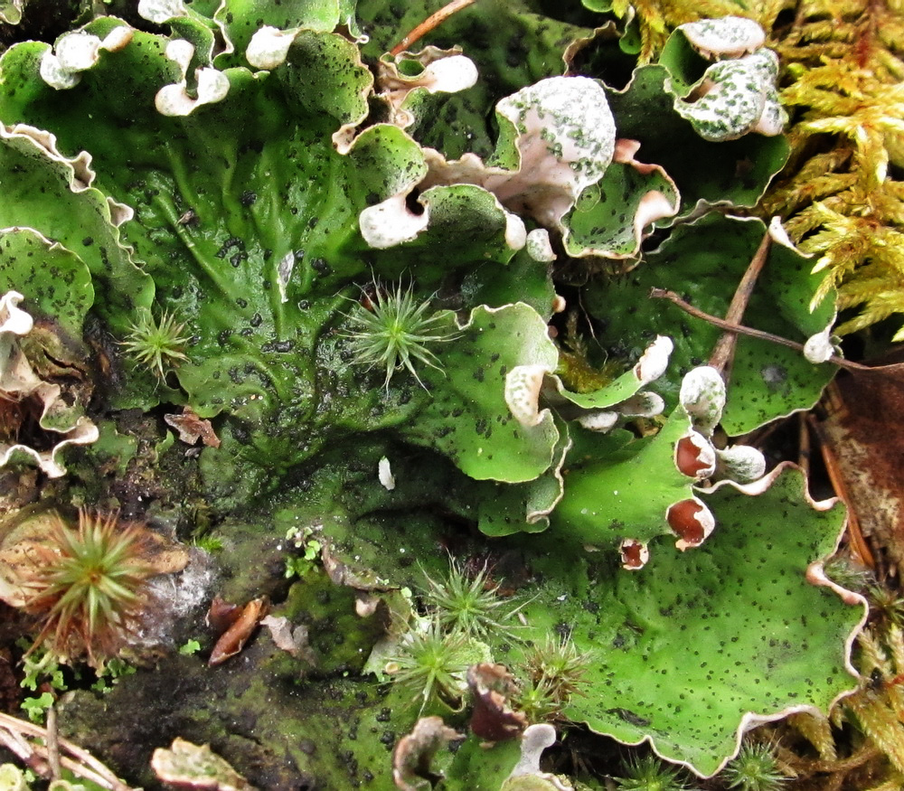 Image of Peltigera aphthosa specimen.