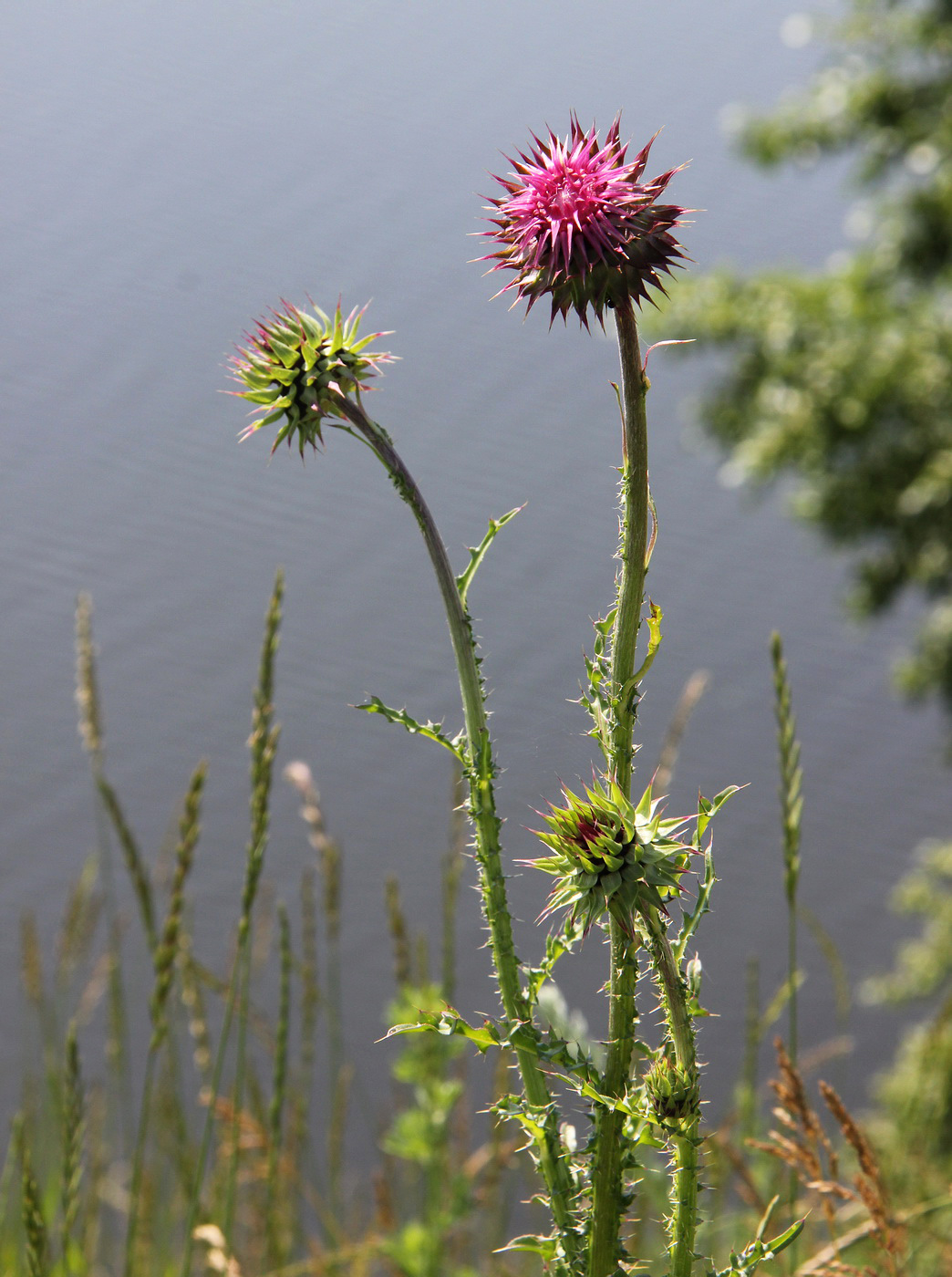 Image of Carduus thoermeri specimen.