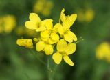 Brassica campestris. Соцветие. Камчатка, г. Елизово, пустырь за стадионом около гаражей. 17.08.2016.