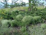 Stellaria dichotoma