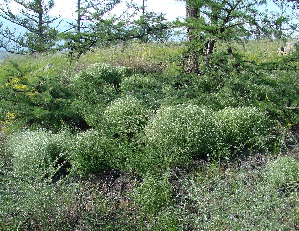 Image of Stellaria dichotoma specimen.