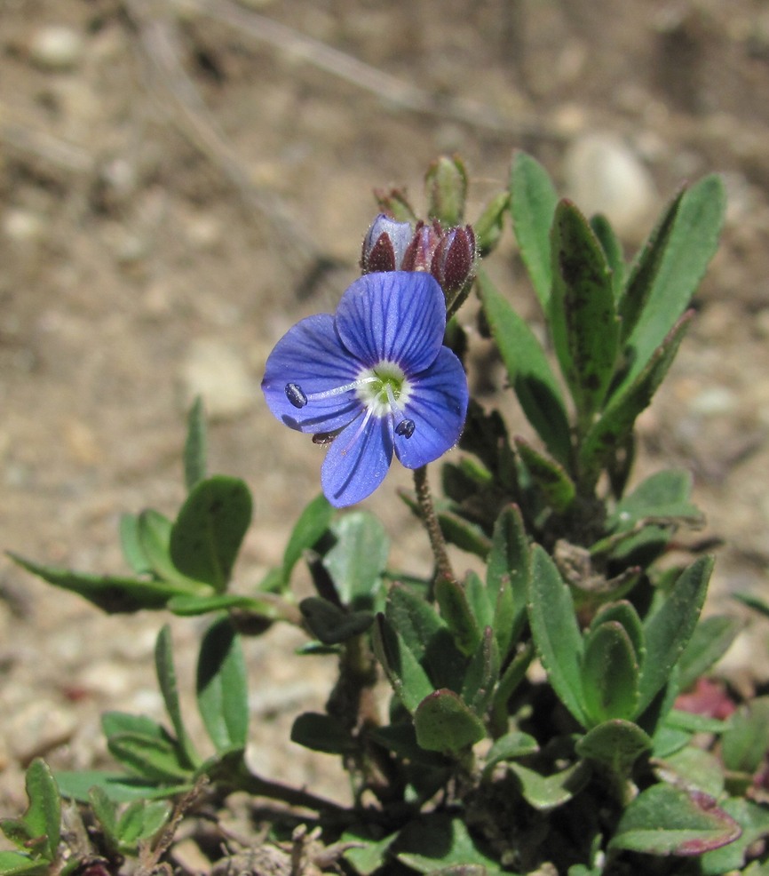 Image of Veronica vendettadeae specimen.