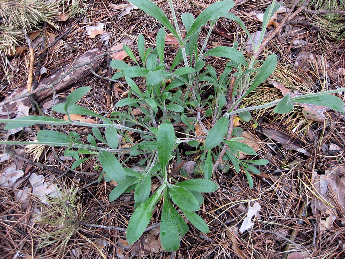 Image of Silene nutans specimen.