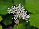 Heracleum apiifolium. Соцветие. Абхазия, Рицинский реликтовый национальный парк, перевал Пыв, ≈ 1900 м н.у.м., субальпийский луг. 16.07.2017.