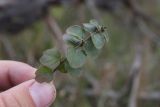 Lysimachia nummularia. Побег. Волгоградская обл., г. Волгоград, пойма р. Волга, остров Сарпинский. 28 сентября 2017 г.