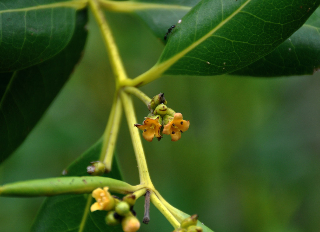 Изображение особи Avicennia marina.