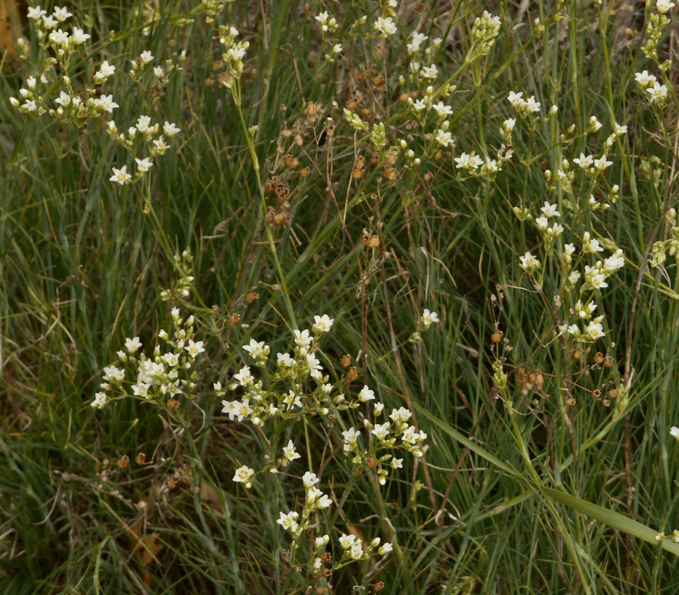 Изображение особи Eremogone saxatilis.