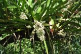 Aechmea mexicana