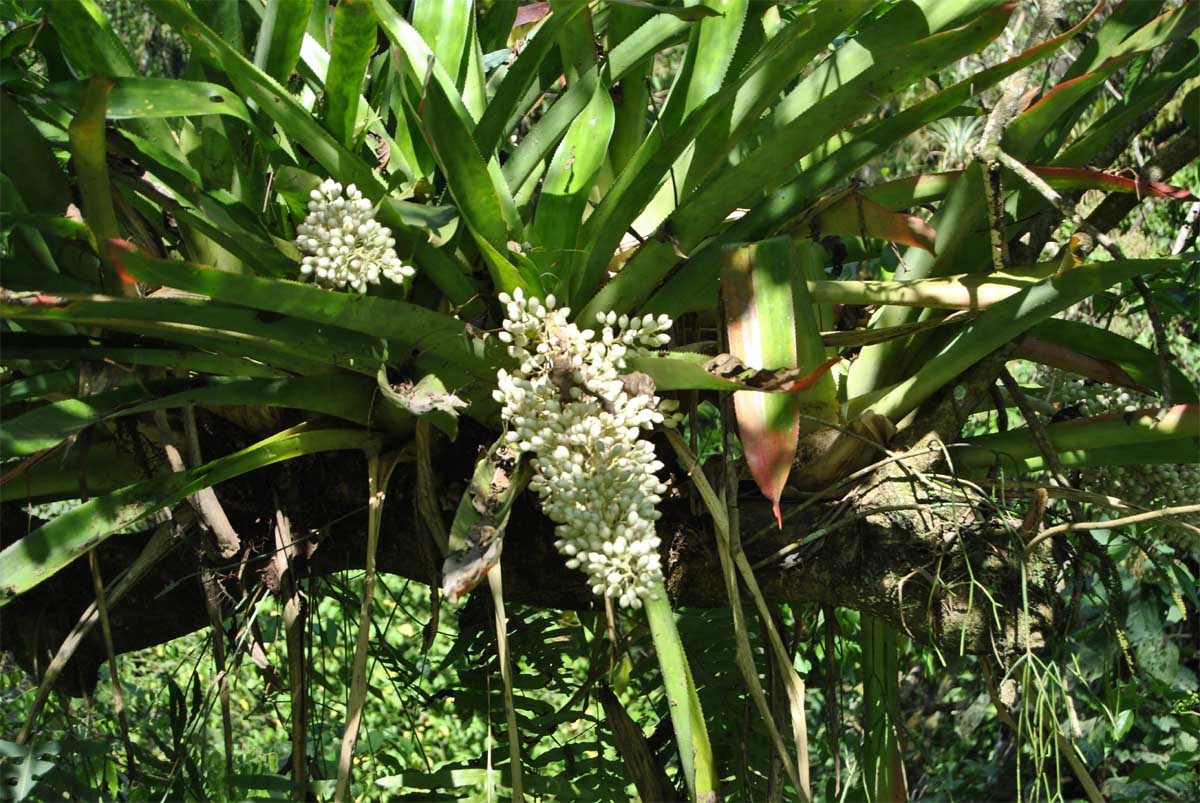 Image of Aechmea mexicana specimen.