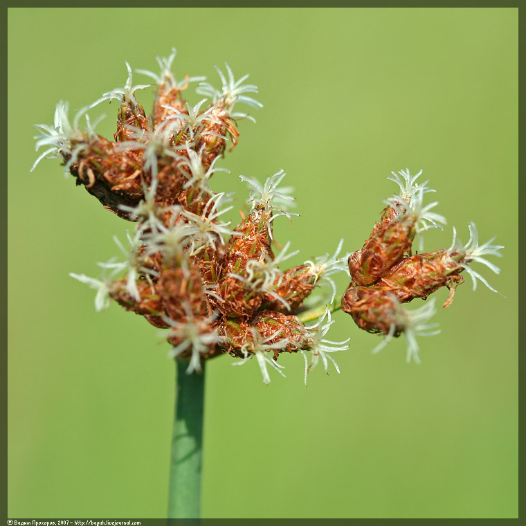 Image of Schoenoplectus tabernaemontani specimen.