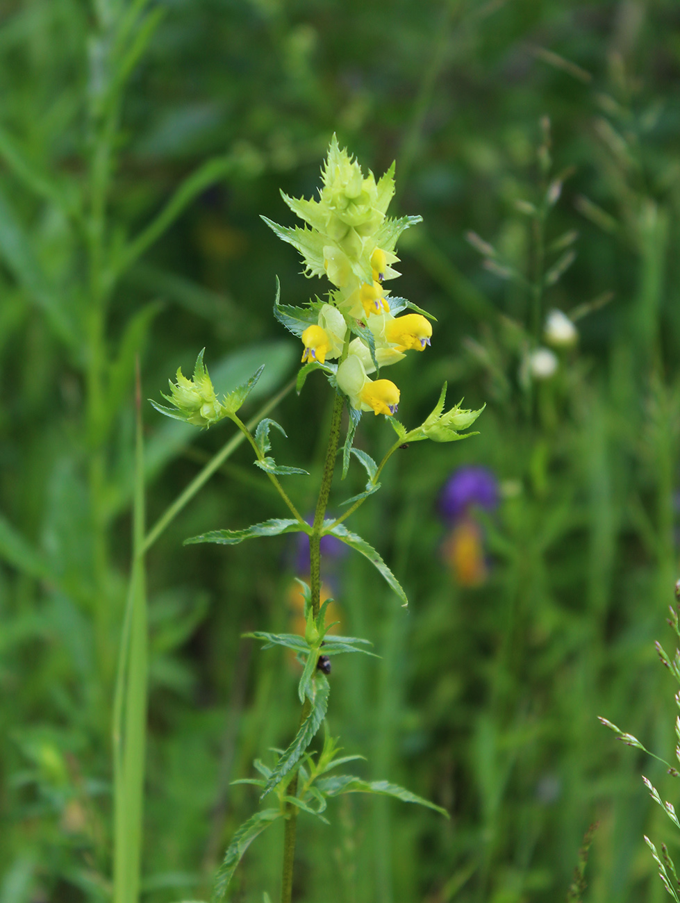 Изображение особи Rhinanthus aestivalis.