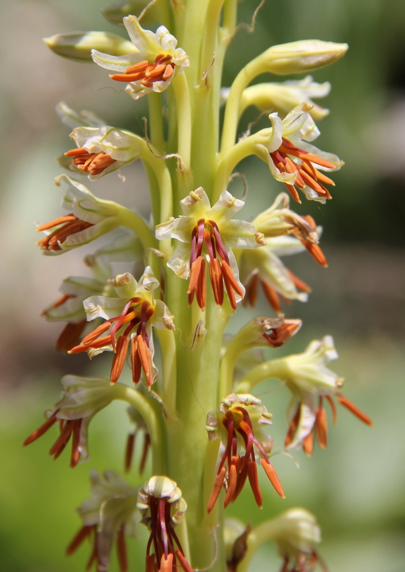 Изображение особи Eremurus turkestanicus.