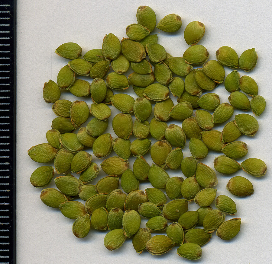 Изображение особи Ulmus laevis.