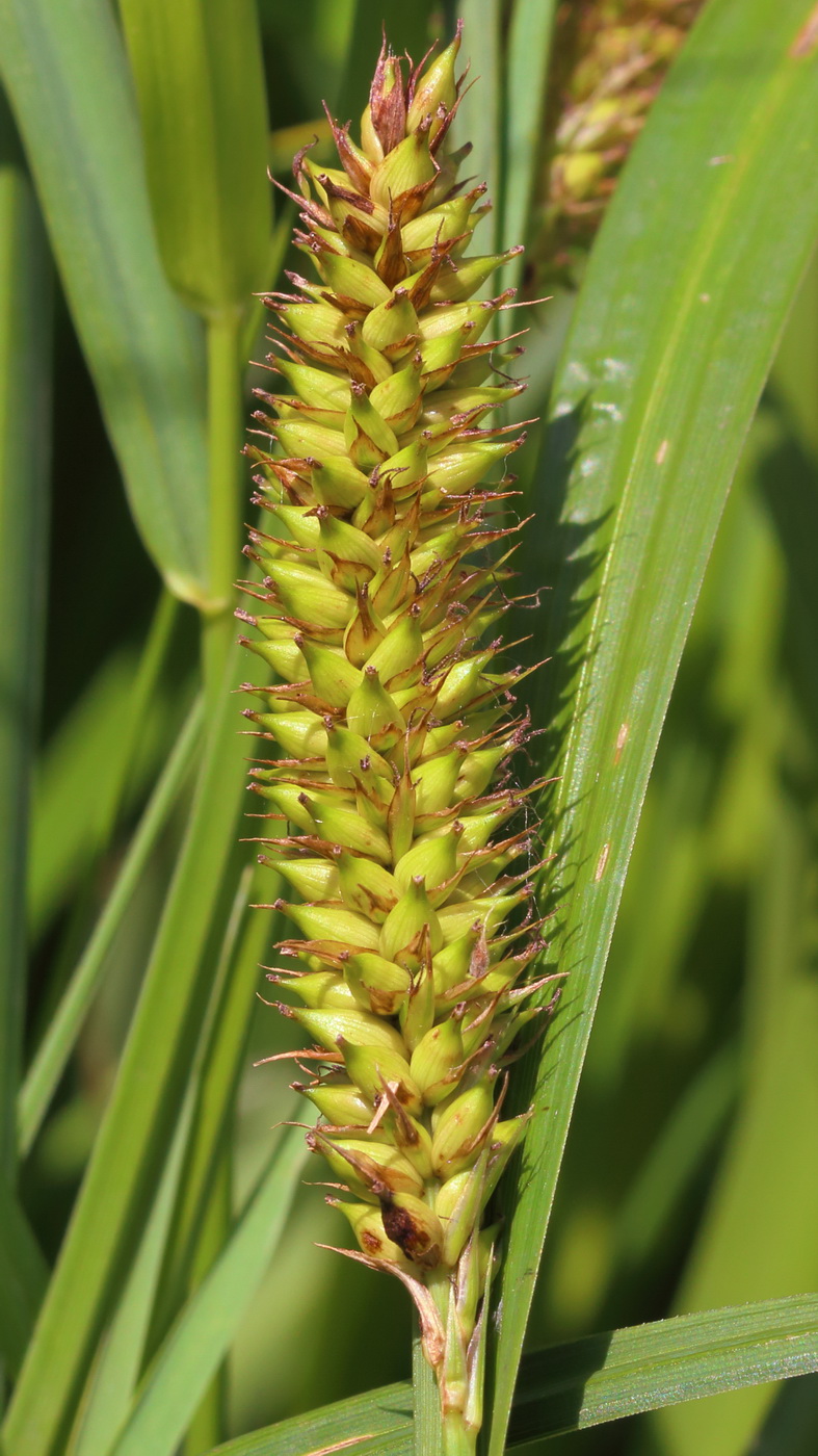 Изображение особи Carex riparia.