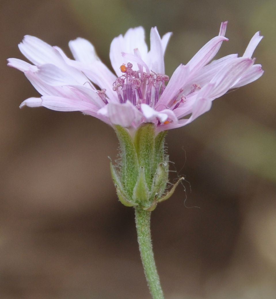 Image of Crepis incana specimen.