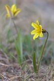 Tulipa heterophylla. Цветущее растение. Кыргызстан, Иссык-Кульская обл., Северный Тянь-Шань, хр. Кюнгёй Ала-Тоо, Григорьевское ущ., подъем на пер. Кум-Бель, 2700 м н.у.м., высокогорная степь. 11.05.2018.