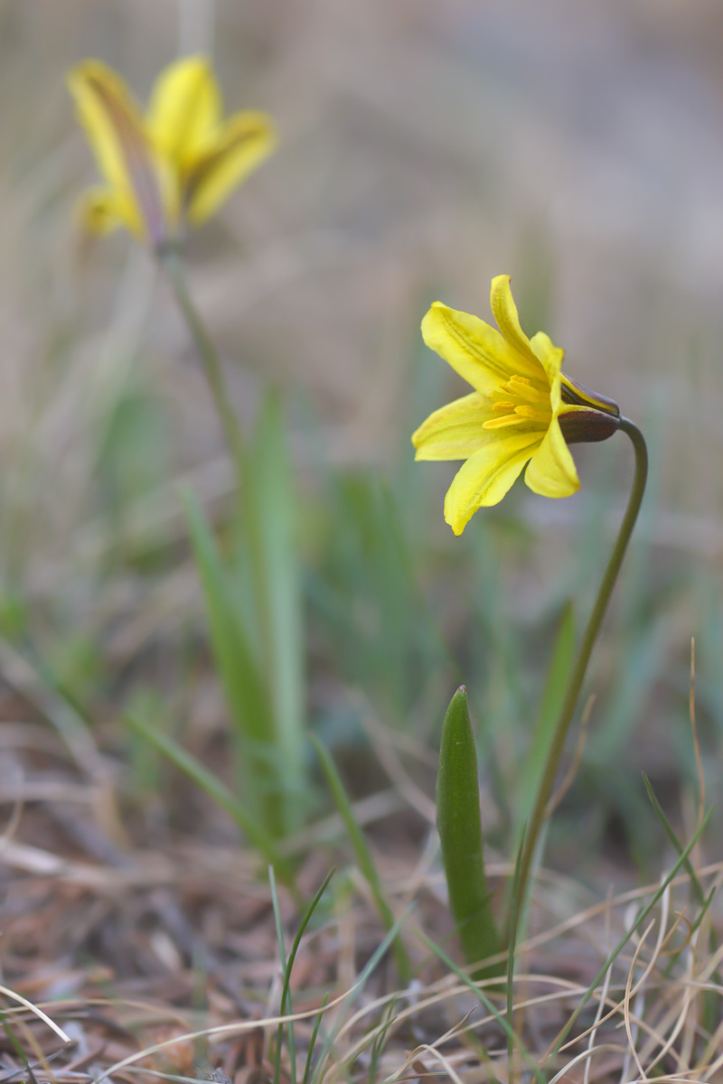 Image of Tulipa heterophylla specimen.