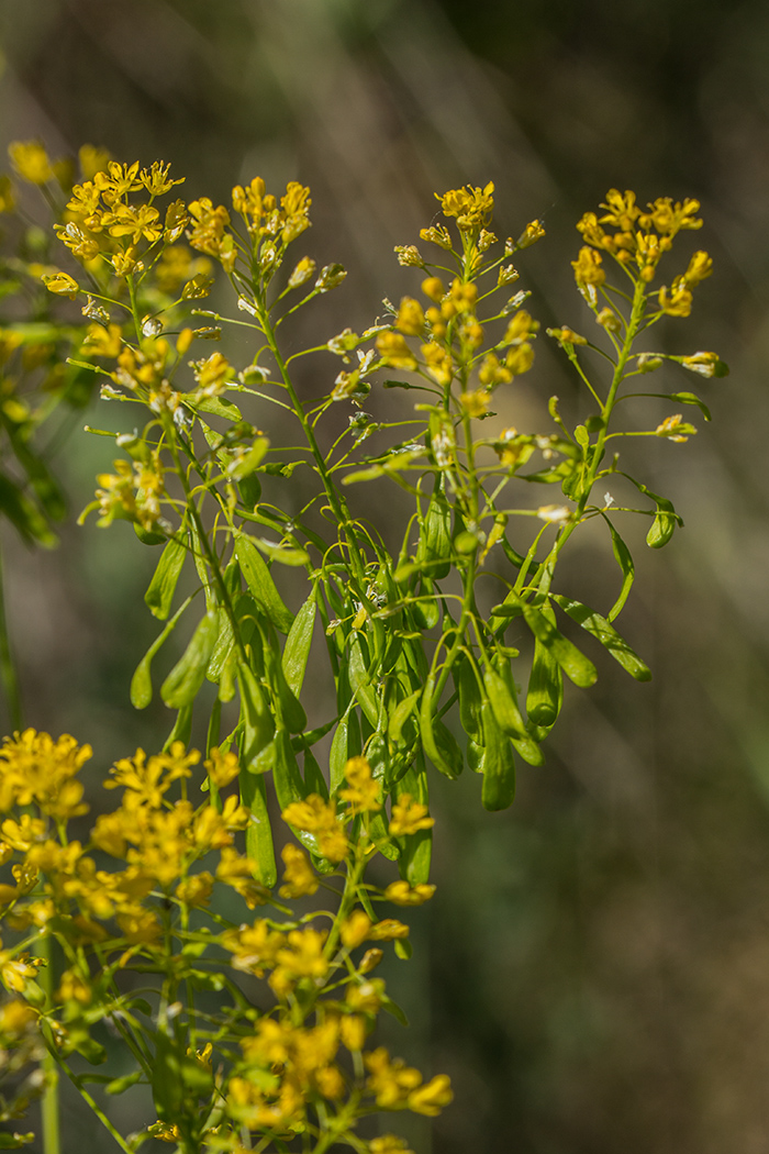 Изображение особи Isatis campestris.