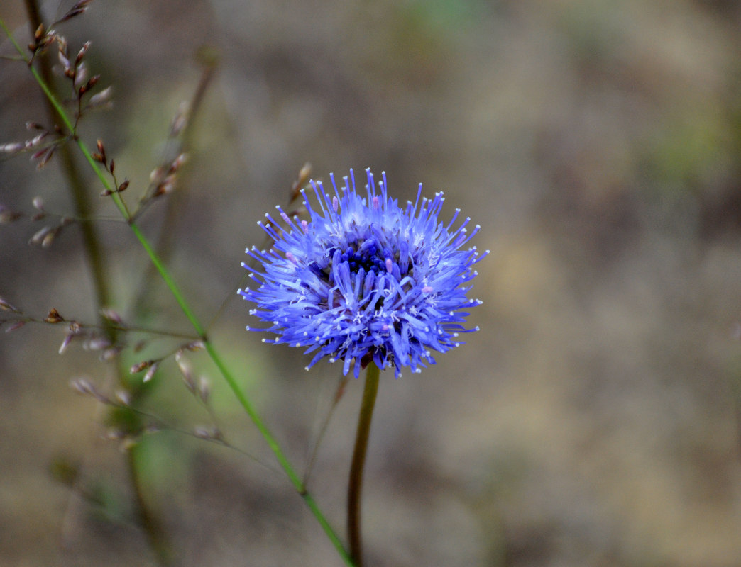 Image of Jasione montana specimen.