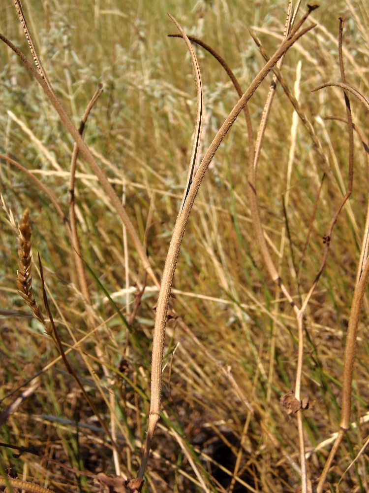 Image of Glaucium corniculatum specimen.