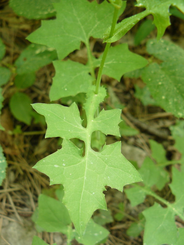 Image of Mycelis muralis specimen.