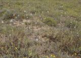 Allium guttatum ssp. sardoum