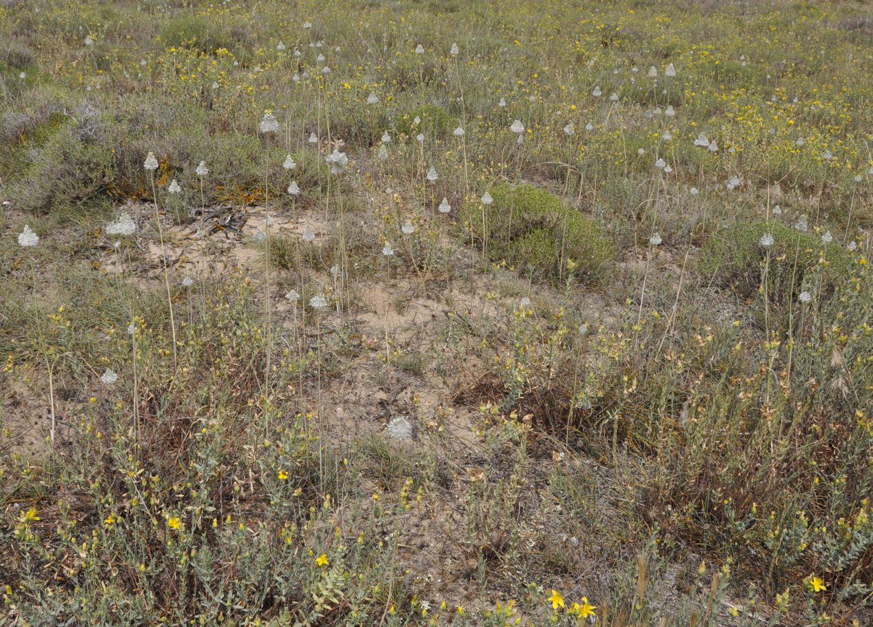 Image of Allium guttatum ssp. sardoum specimen.