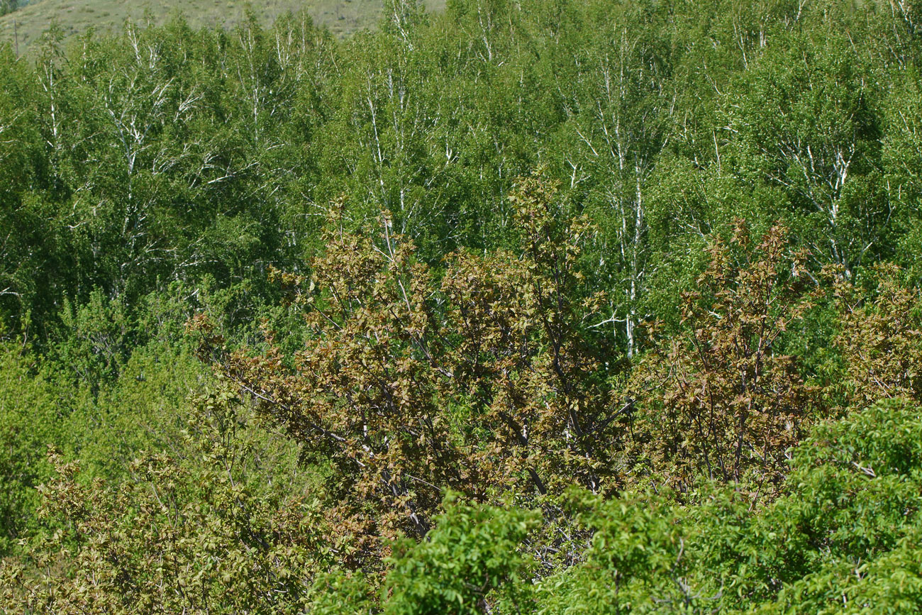 Image of Acer tataricum specimen.