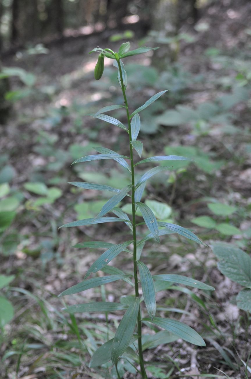 Image of Lilium szovitsianum specimen.